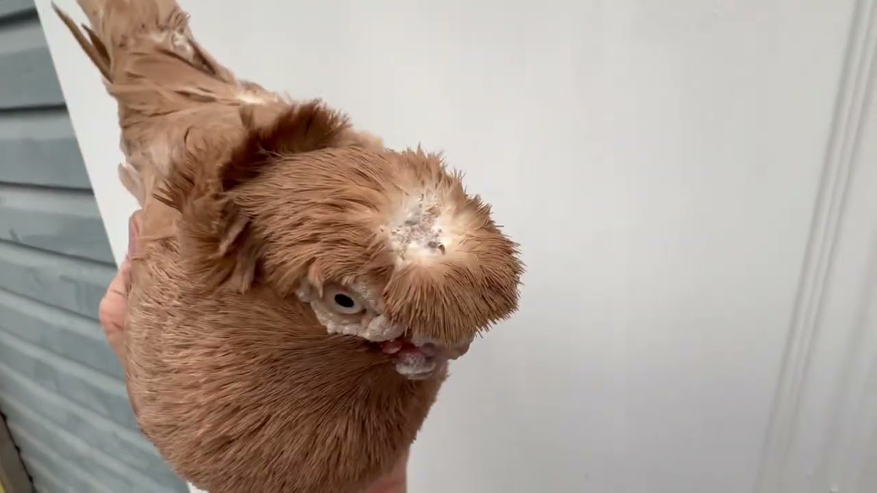 Uzbek pigeons Ohio sold