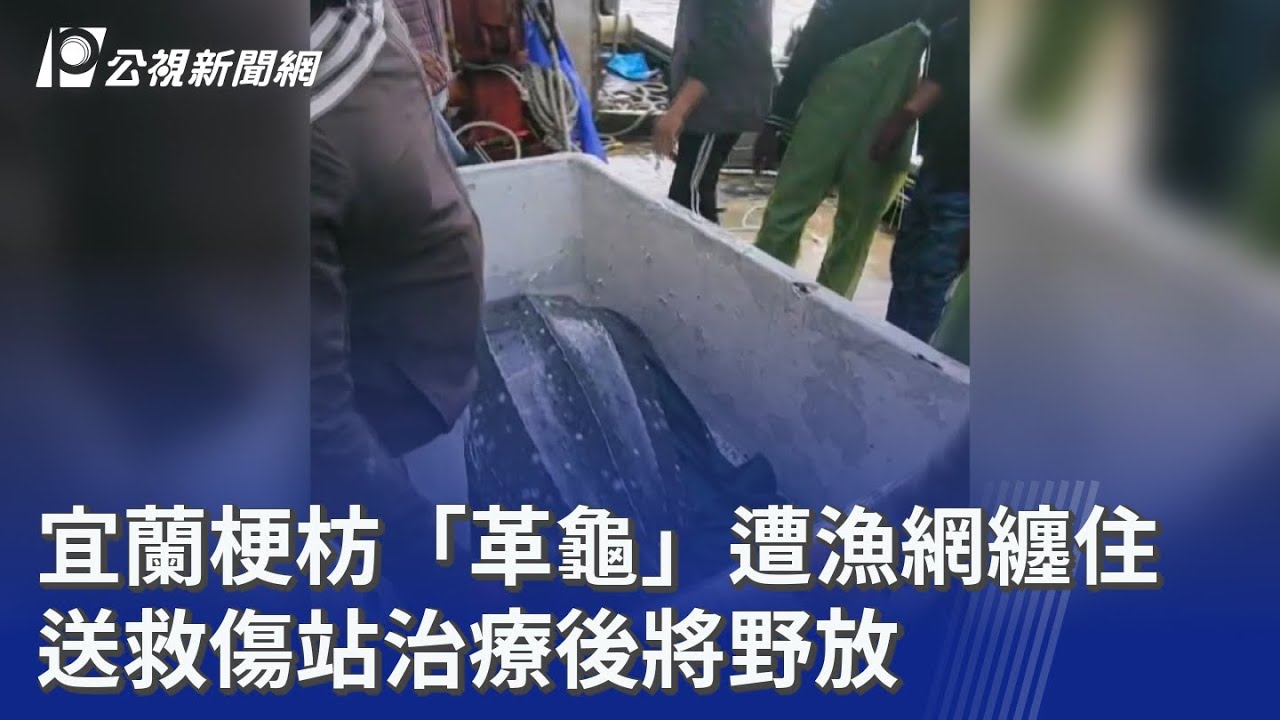 宜蘭梗枋「革龜」遭漁網纏住 送救傷站治療後將野放｜20260315 公視晚間新聞