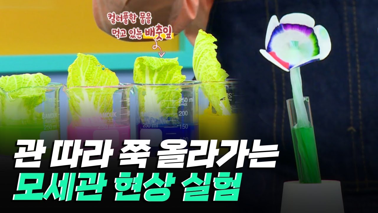 [핫클립] 모세관 현상을 쉽게 이해할 수 있는 실험 / YTN 사이언스