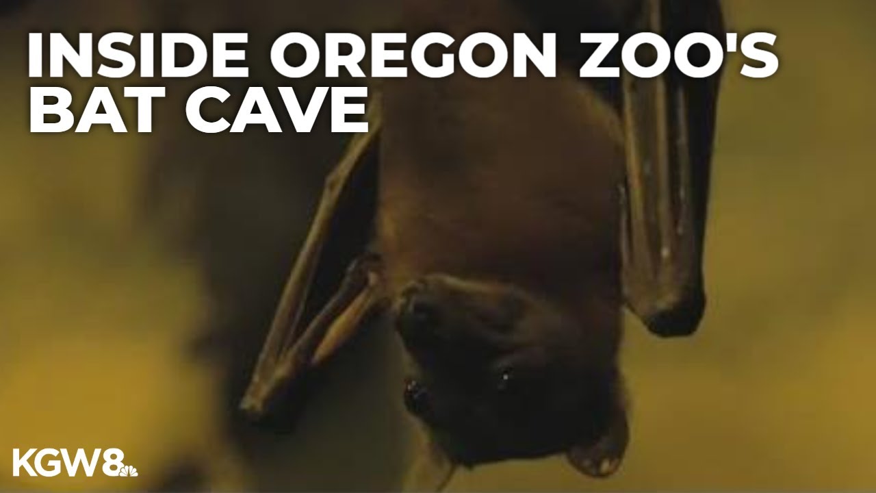Drew at the Zoo: Inside the bat cave at the Oregon Zoo