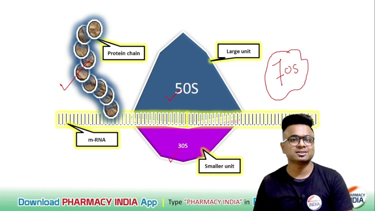 MECHANISM OF ACTION OF STREPTOMYCIN | PHARMACOLOGY