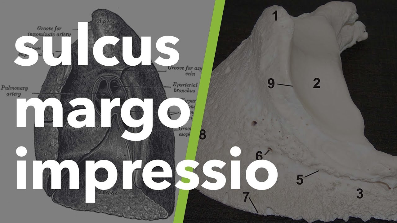 Kas ve İskelet Sistemi Terminolojisi: margo, sulcus, impressio #6
