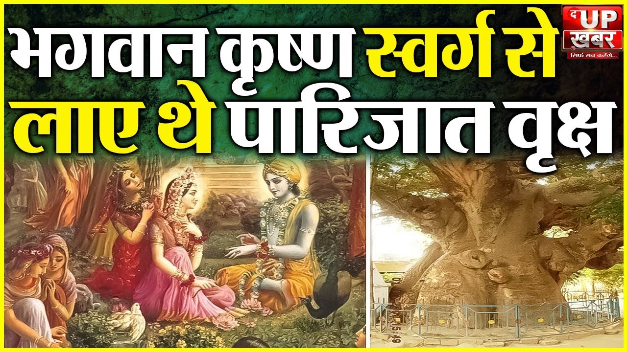 यूपी के बाराबंकी जिले में मौजूद दुर्लभ पारिजात वृक्ष की पूरी कहानी । Parijat Tree । UP । Barabanki