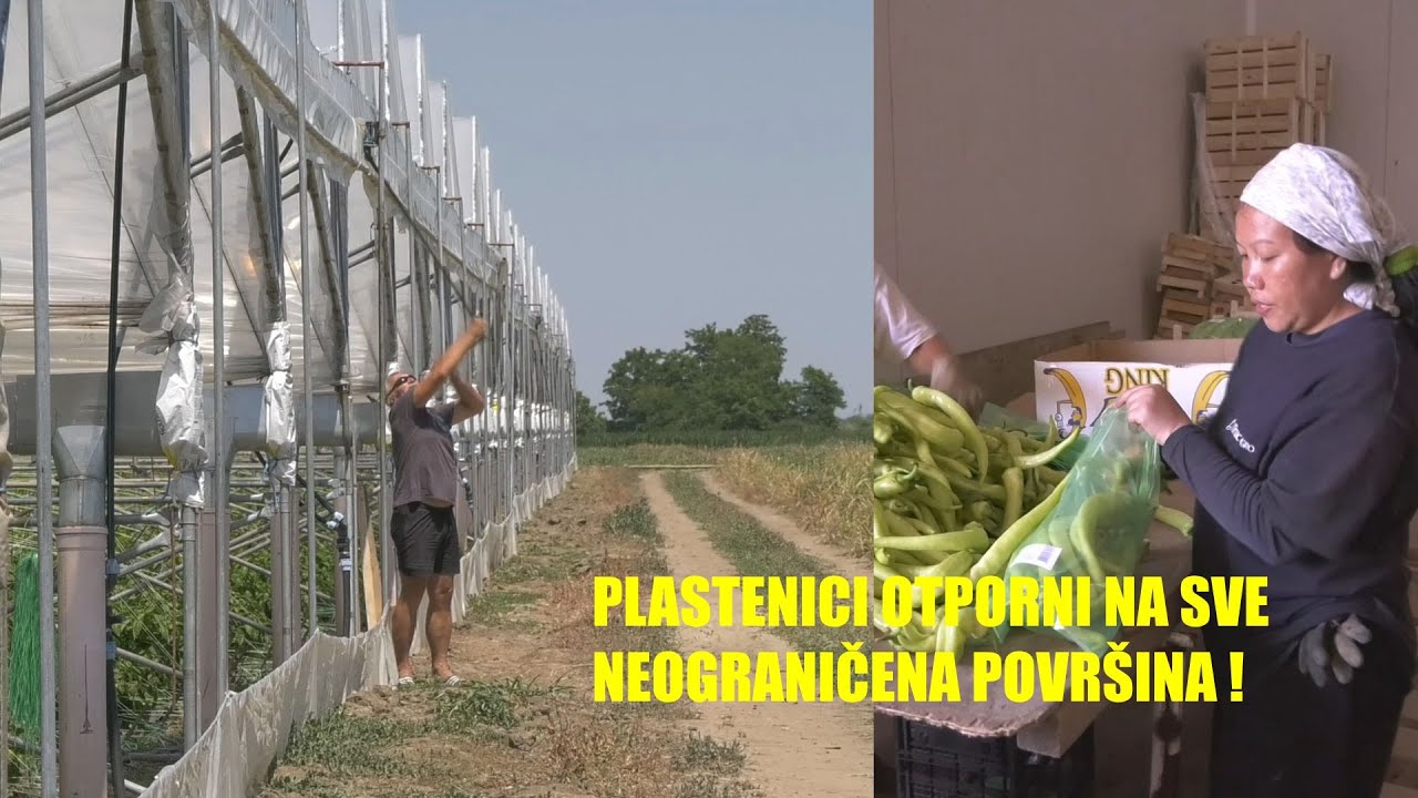 GENIJALNO,PLASTENICI -  otporni na sve - zašto naši POVRTARI angažuju NEPALCE umesto domaćih radnika