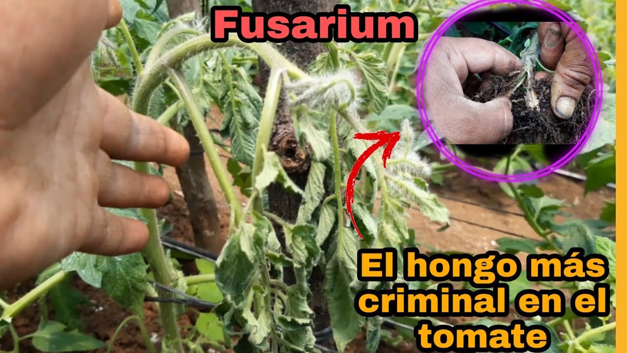 Como controlar fusarium en tomate -la emfermedad más criminal en el cultivo