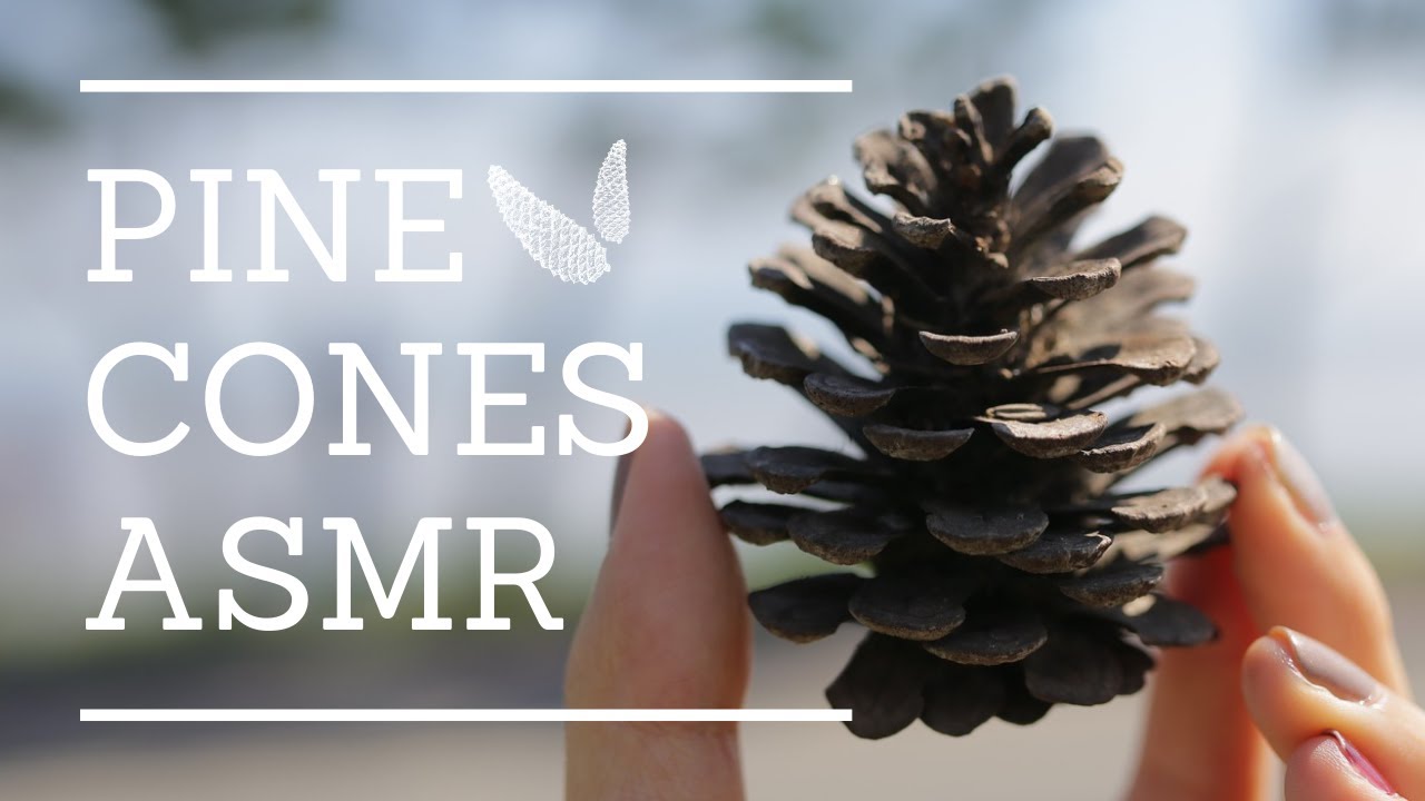 솔방울 즈려밟기 ASMR | Step on a pine cone | rustling sound | tingle asmr | 1 Hours | Sleep Sound |