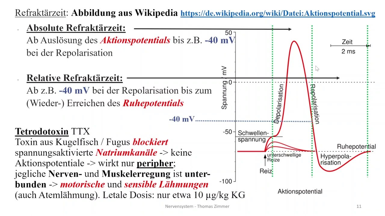Nervensystem 3: Aktionspotential und Rezeptoren
