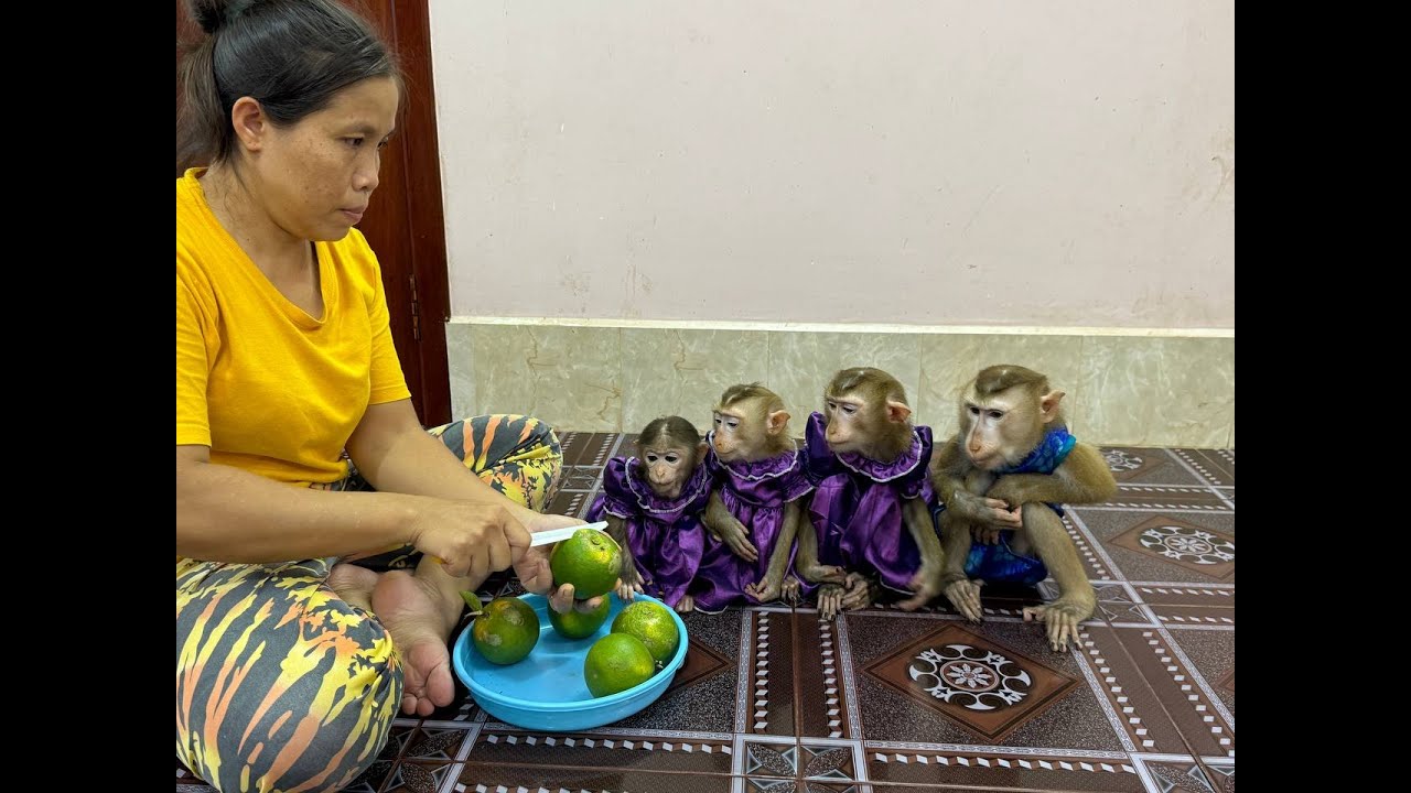 4 Siblings Sit Very WELL-DISCIPLINED Waiting Mom To Slice Oranges For Them To Eat ,