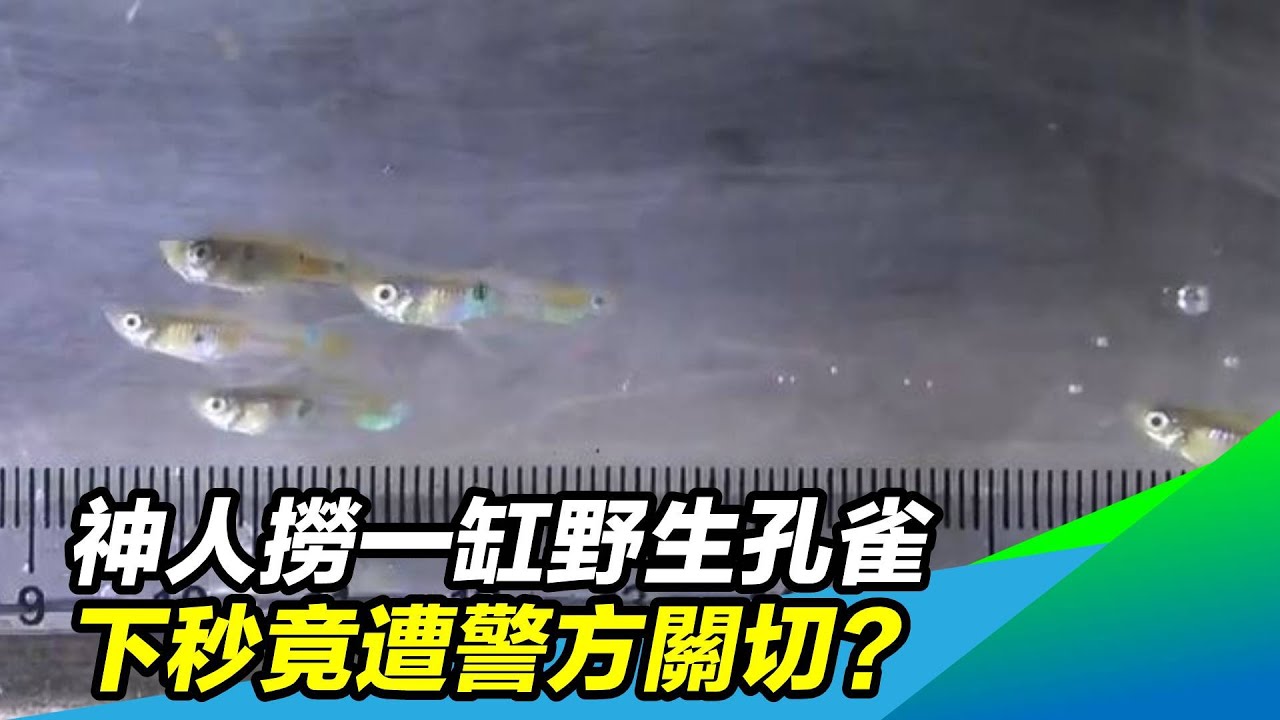 蝦籠採水生昆蟲！神人撈一缸野生孔雀魚 下秒竟遭警方關切？｜三立新聞網 SETN.com