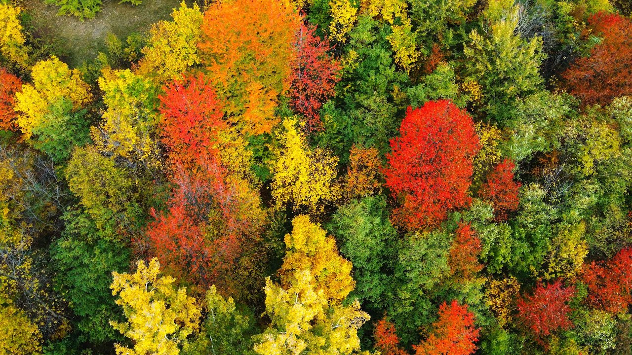 Mihai Toma - Fallen Rainbow