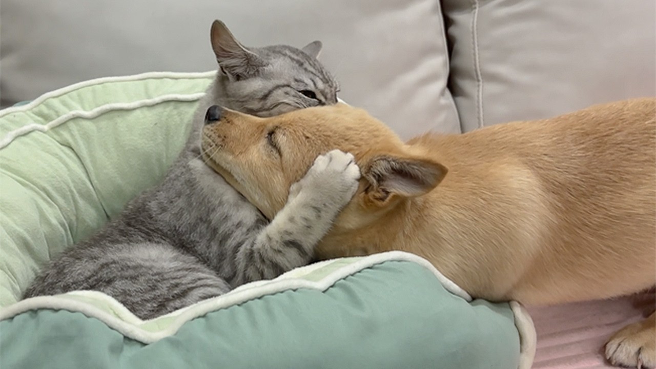 Abandoned Puppy Reunites with His Gentle Kitten — His Reaction Will Melt You