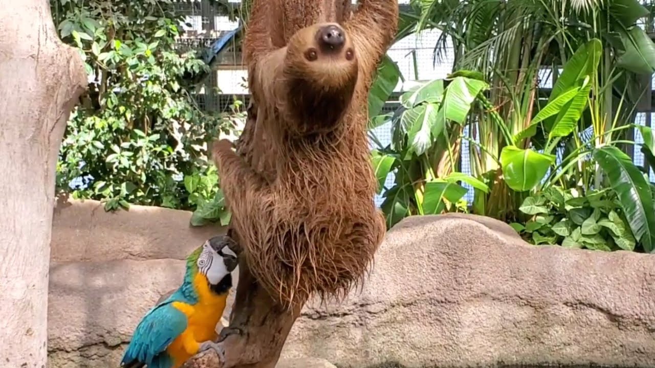 ルリコンゴウインコに怒られて逃げ足が速いナマケモノ。The Macaw gets angry and the Sloth runs away 神戸どうぶつ王国