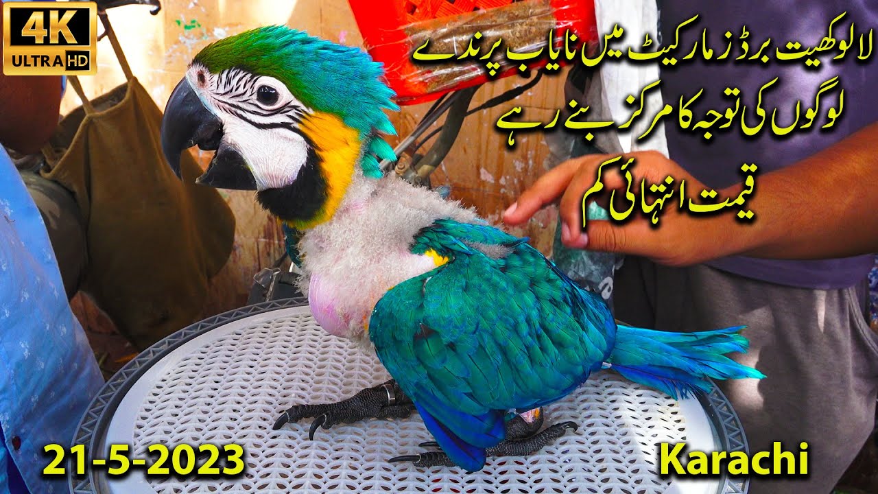 Lalukhet Exotic Birds and Parrots Market 21-5-23 Karachi | Unique Hen and Rooster and Birds  Chicks