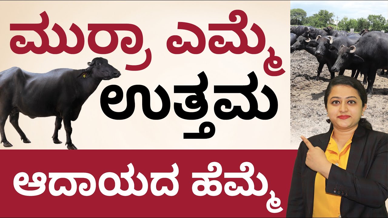 Murrah Buffalo Farming in Kannada - Why you Need to Start Murrah Buffalo Farming? | Ganga