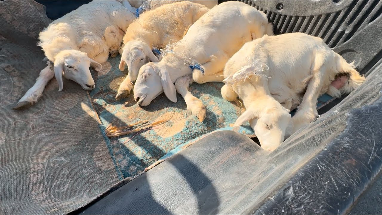 آخر تطورات سوق الأغنام والأسعار👌🏻🐏جوله كامله 👍🏻