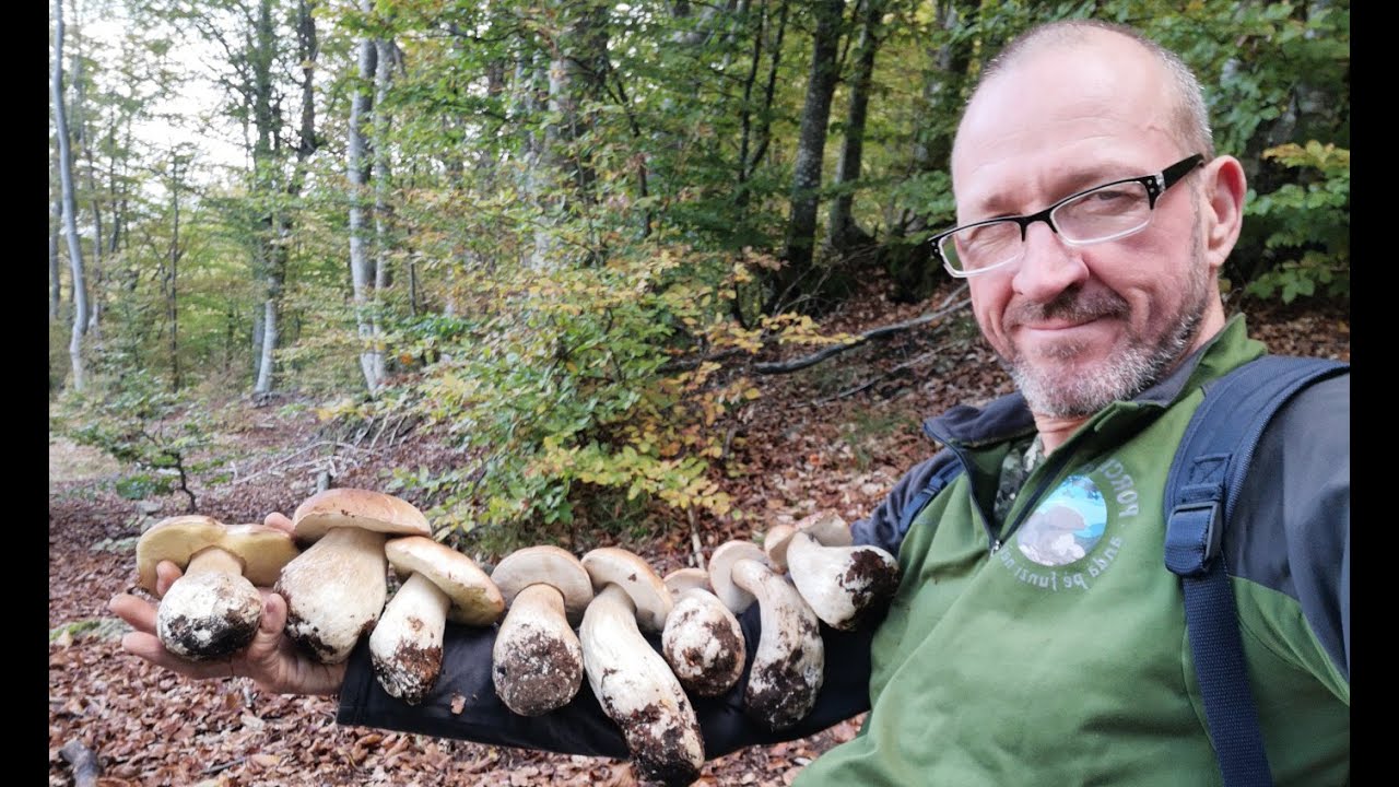 Porcini a bracciate in Val di Vara 🍄🍄🍄