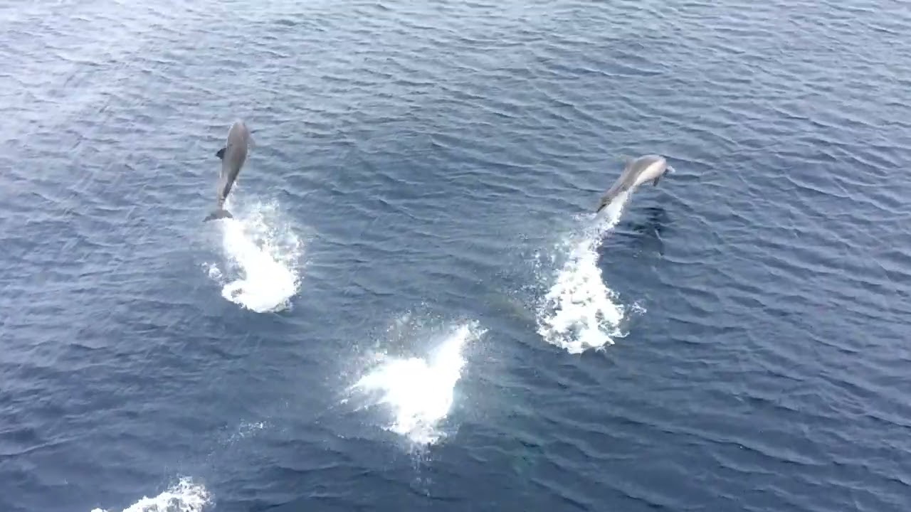 Dolphin show in my ship