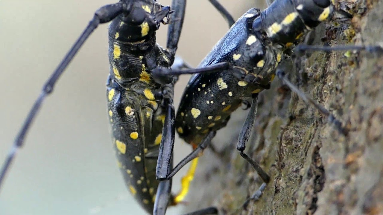 Mating Behaviour of Yellow Spotted Longhorned Beetle in Closeup