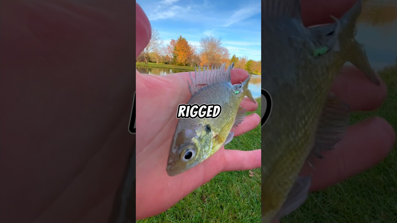 Fishing for WINTER CATFISH 🐟🎣 #fishing #fish