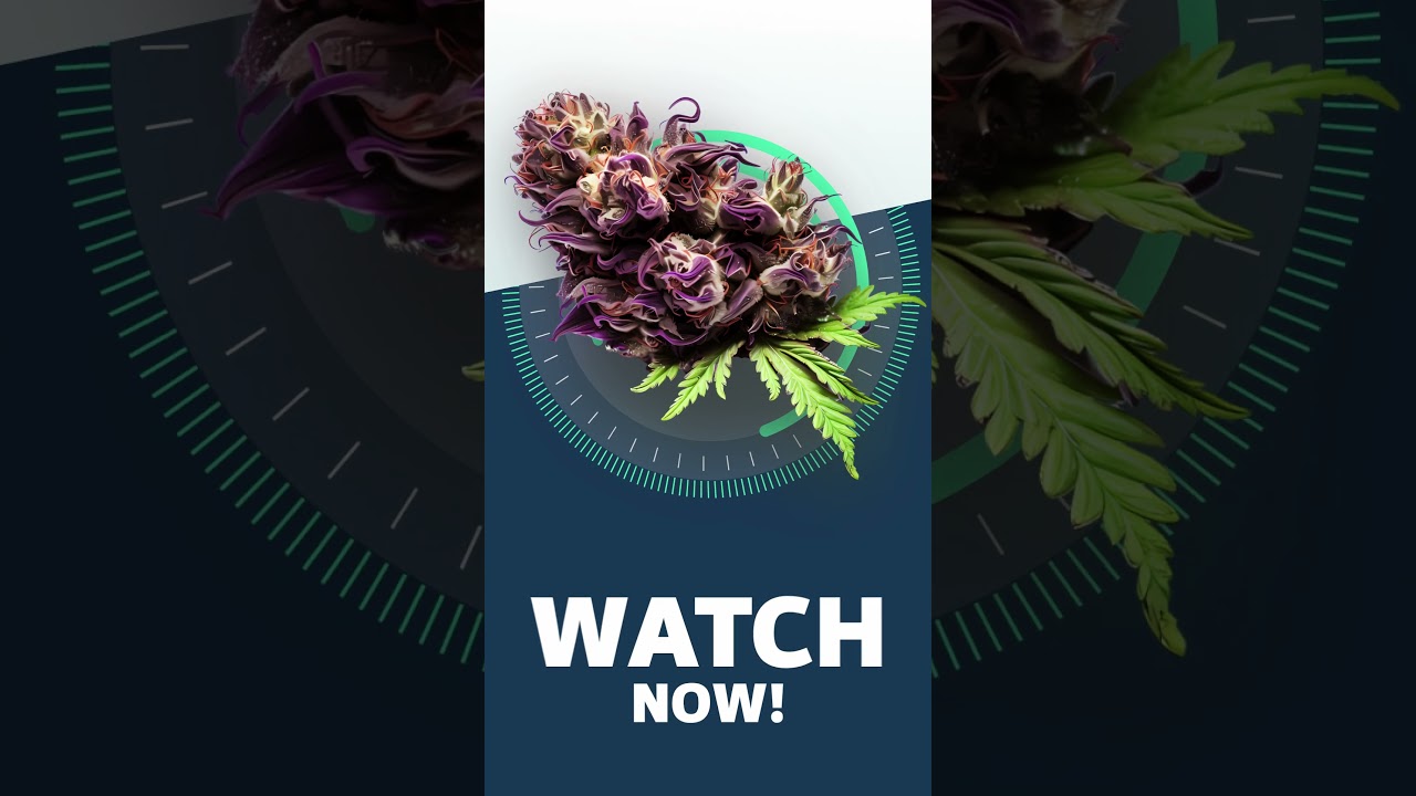 Purple Haze - Strainview