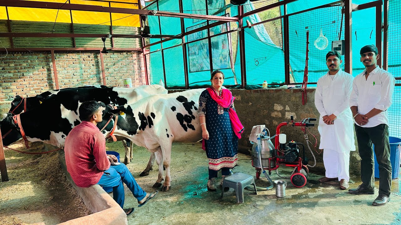 Gurwinder Dairy Farm || A-One Breed with Modern Farm Background || Pure HF || Competition 🏆