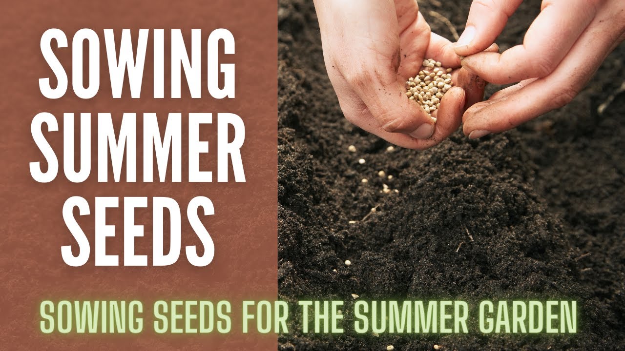 Sowing Seeds For The Summer 🌻🌻🌻 || Summer Seeds || Sowing Summer Seeds || What To Grow In The Summer