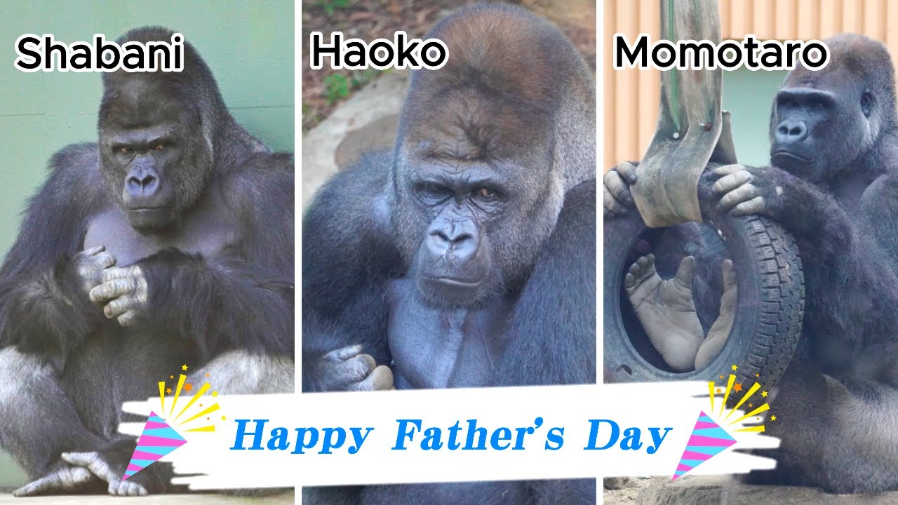 🎉Happy Father's Day to Gorilla Shabani, Momotaro, and Haoko 🦍🦍🦍 l