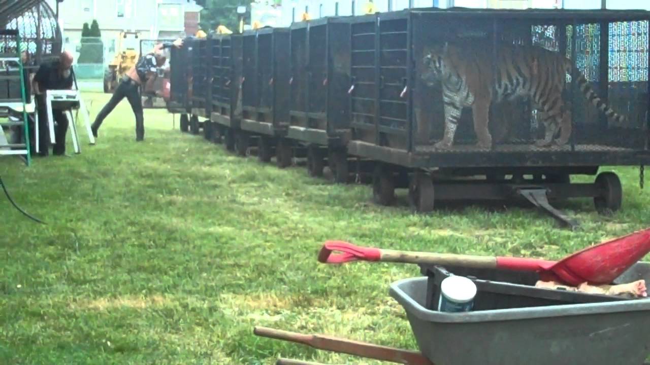 Cole Bros Circus Feeding of Captive Circus Tigers
