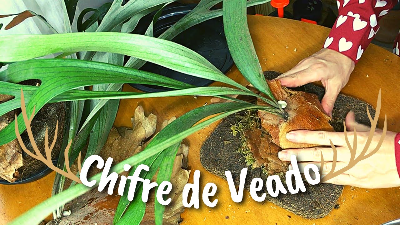 CHIFRE DE VEADO 🦌 I Duas formas de plantar + como fazer o substrato  ( Platycerium Bifurcatum )