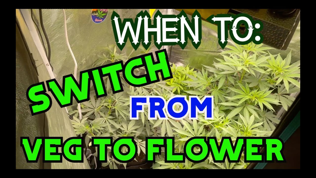When to switch your plants from Veg to Flower / Bloom