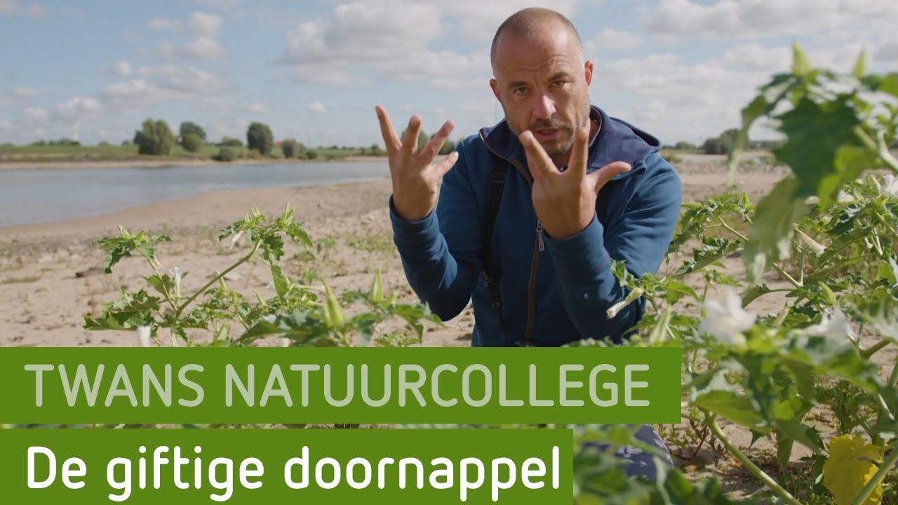De giftige doornappel | Twans natuurcollege