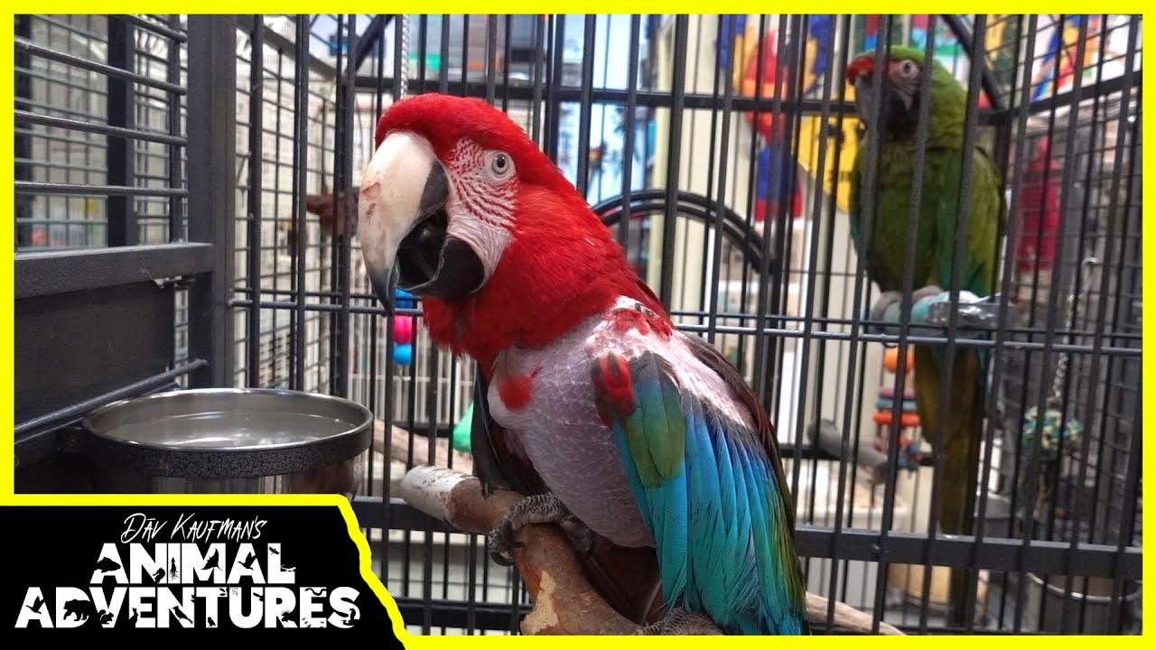 Meet these ADOPTABLE RESCUED PARROTS!
