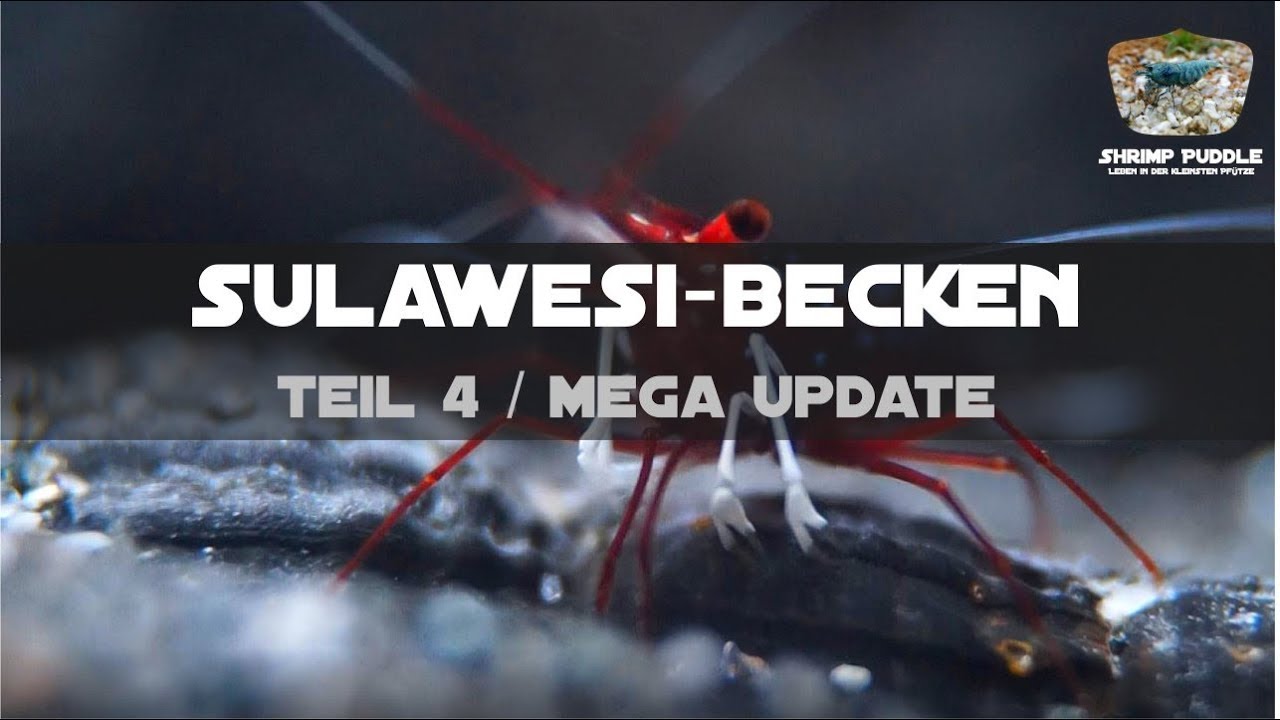 SULAWESI BECKEN TEIL 4 / GROßES UPDATE