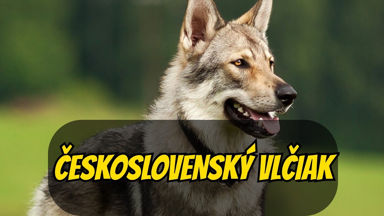 Československý vlčiak - Unikátne psie plemeno