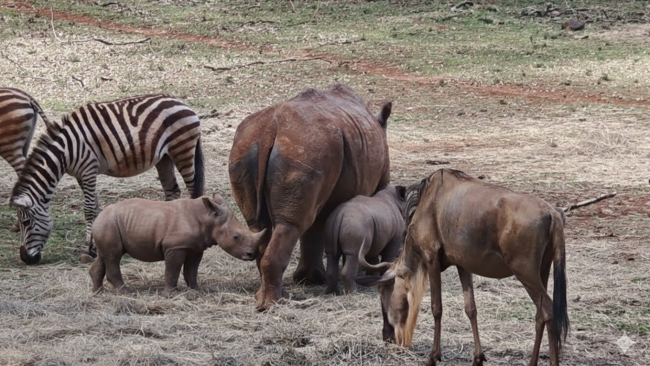 Nairobi Safari Walk | The only Safari Walk inside a Capital City