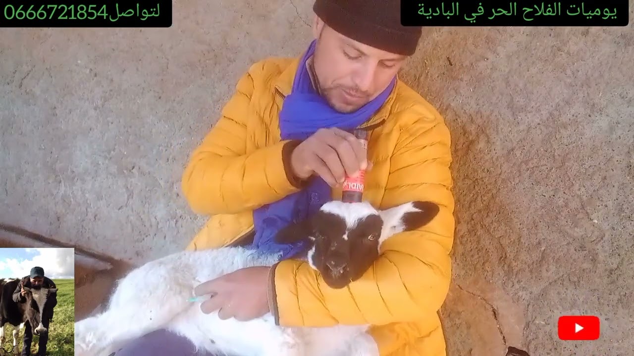 التلقيح عن المرارة متاع الخرفان الصغار