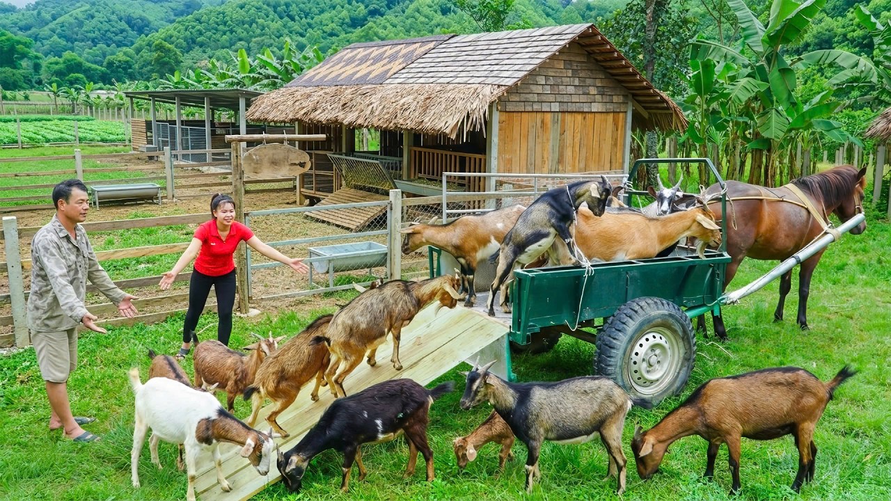 Harvesting 100+ Male Goats: Strong Horse Pulling 15 Hours To Sell | Tiểu Ca Daily Life