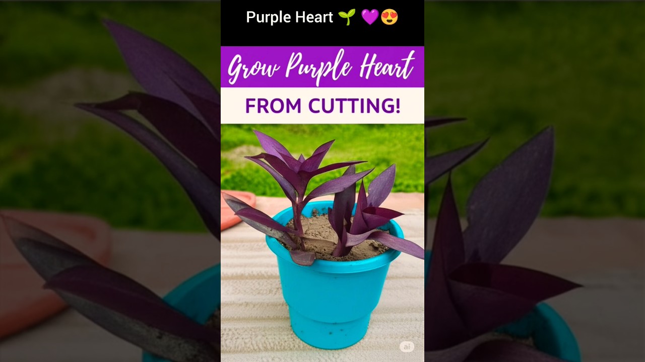 How to Grow Purple Heart Plant from Cuttings | Easy Soil Propagation | 