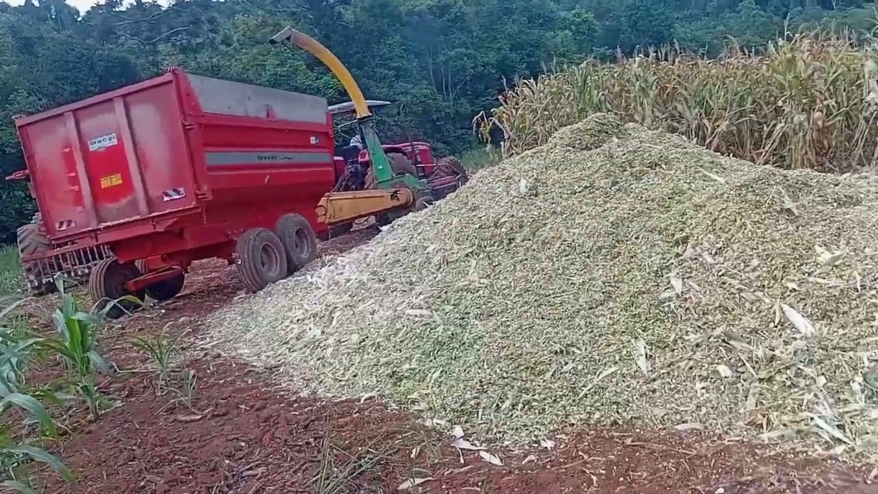 Silagem de milho com massey Ferguson 4275