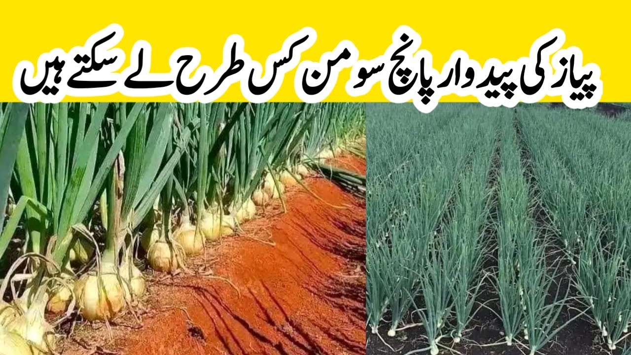 onion farming in pakistan | high density onion farming | پیاز کی کاشت | piaz ki kasht | #onion