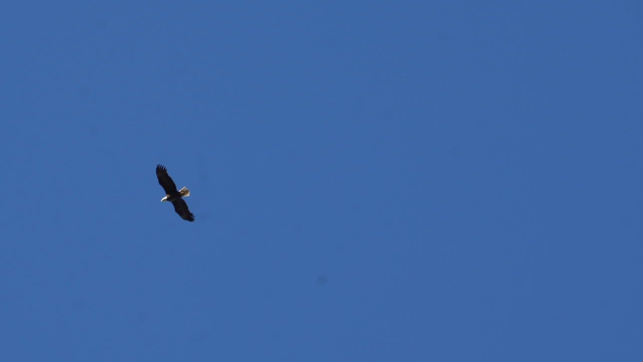 Eagle's, Hawk, Quail, Humming Bird, Finches, Sony FX30