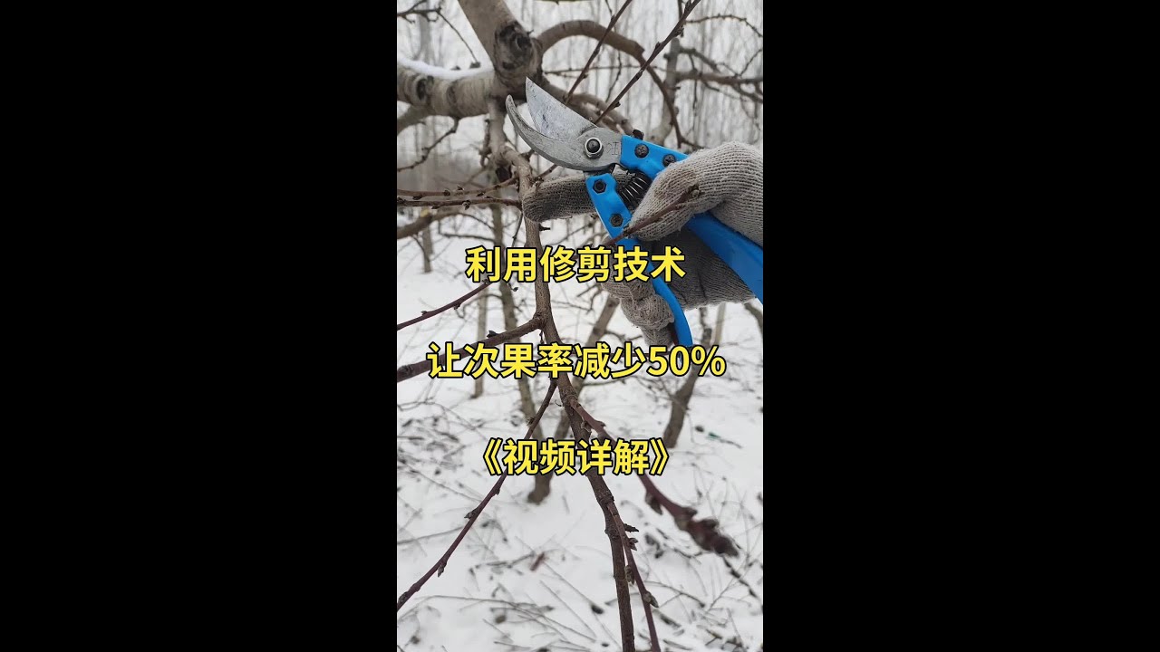 杰哥农场传播正能量，分享种植实践经验#抖音助农 #支持三农扶持三农发展 #金牌苗木人 #桃树修剪 #农业技术推广