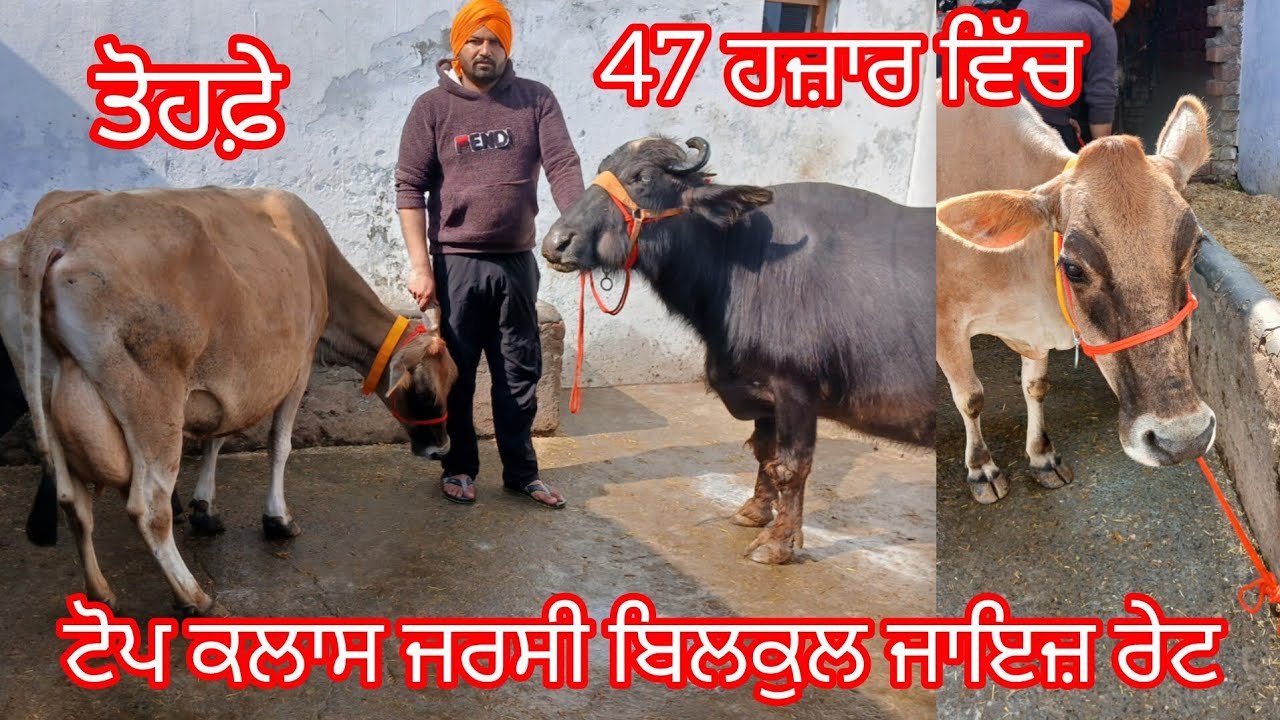 ਟੋਪ ਕਲਾਸ ਜਰਸੀ ਬਿਲਕੁਲ ਜਾਇਜ਼ ਰੇਟ ਲੁੱਟ ਲਓ ਮੇਲਾ ਕੋਕਾ ਪੀਸ /buffalo and cow for sale /cheema dairy farm 