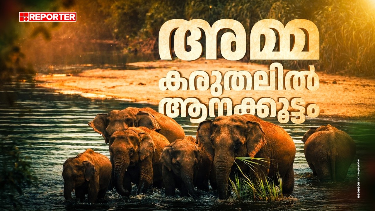 അമ്മയാനയുടെ കരുതലില്‍ കുസൃതിക്കൂട്ടം | Lovely visuals of Elephants in Kerala Forest