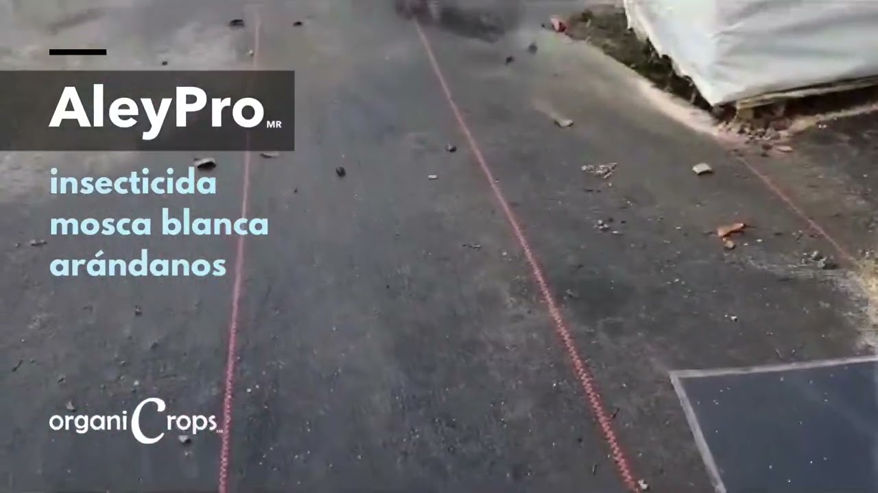 Control de mosca blanca en ar&aacute;ndanos