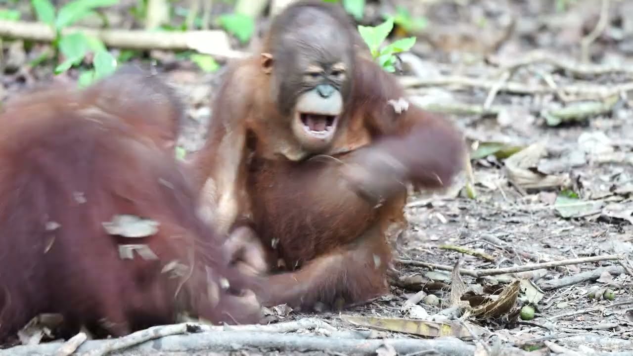 When Orangutans Wrestle… Everything Gets Messy
