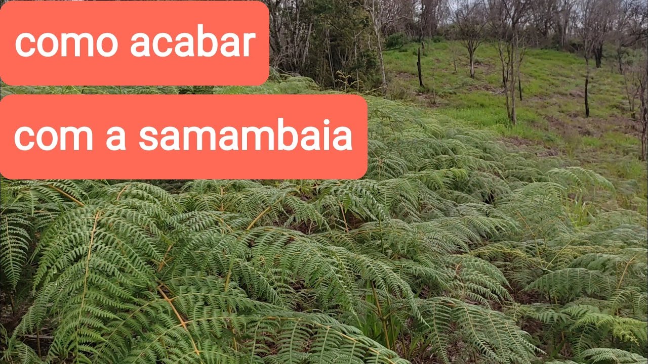 como acabar com a samambaia na pastagem?