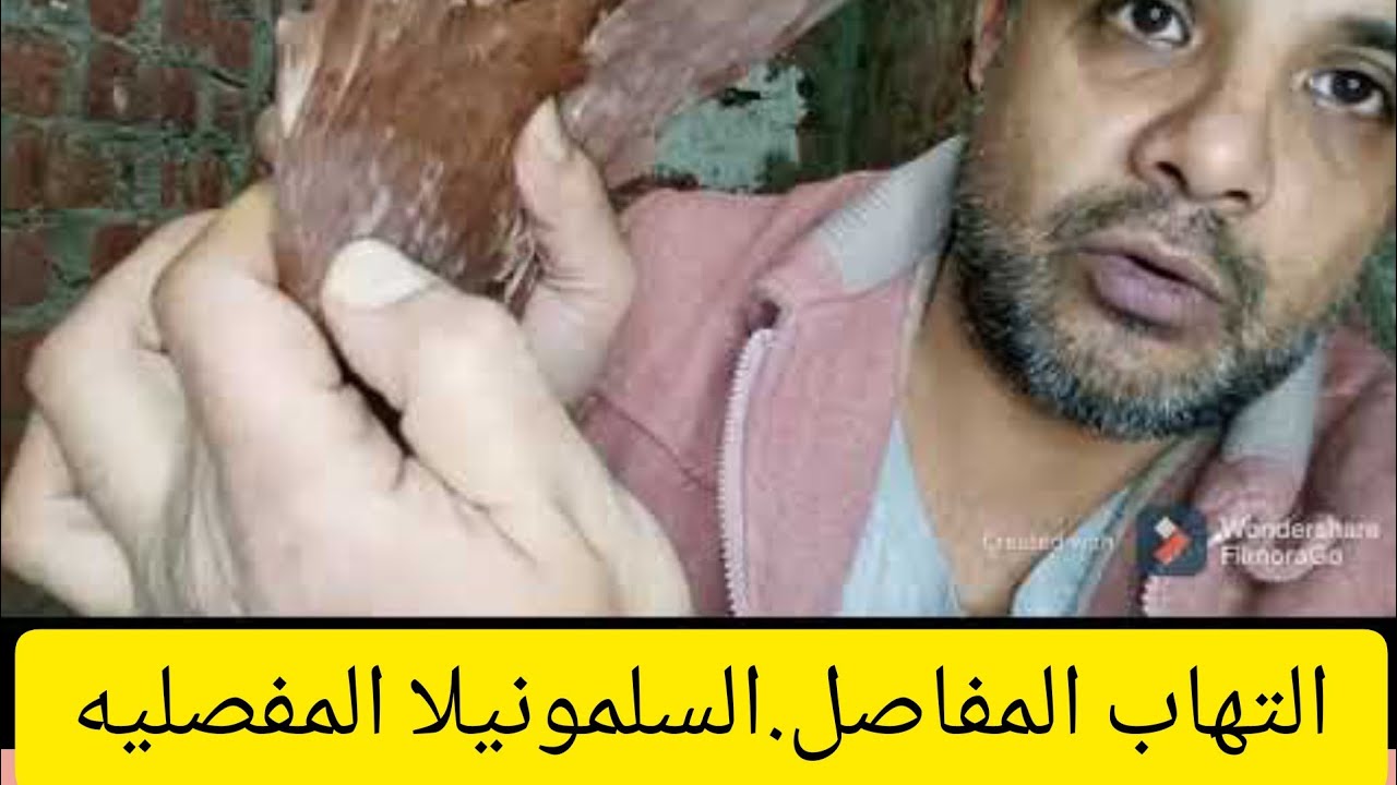السلمونيلا المفصلية.البراتيفويد.التهاب المفاصل