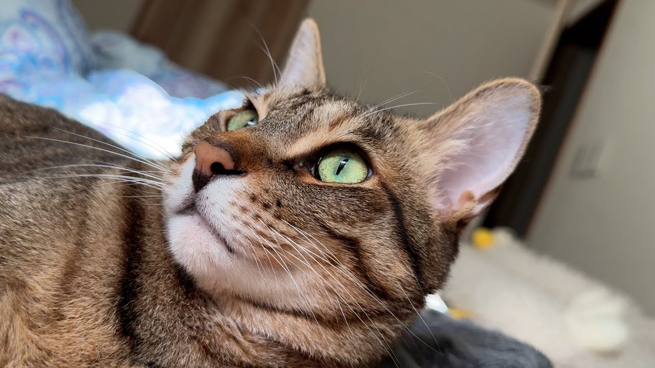 朝起きたらとんでもないイケメンが隣で寝ていました。