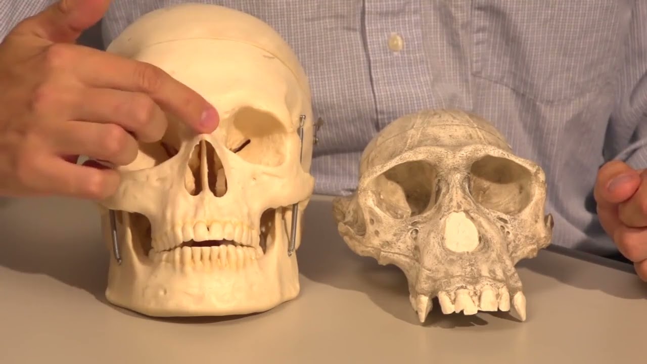 3 2 Human Primate anatomy part 1